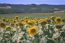 i girasoli caratterizzano il paesaggio