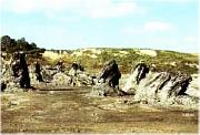 i giganteschi tronchi della Foresta Fossile